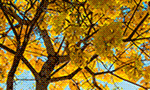 banner_728x90_etempodepaz (1)