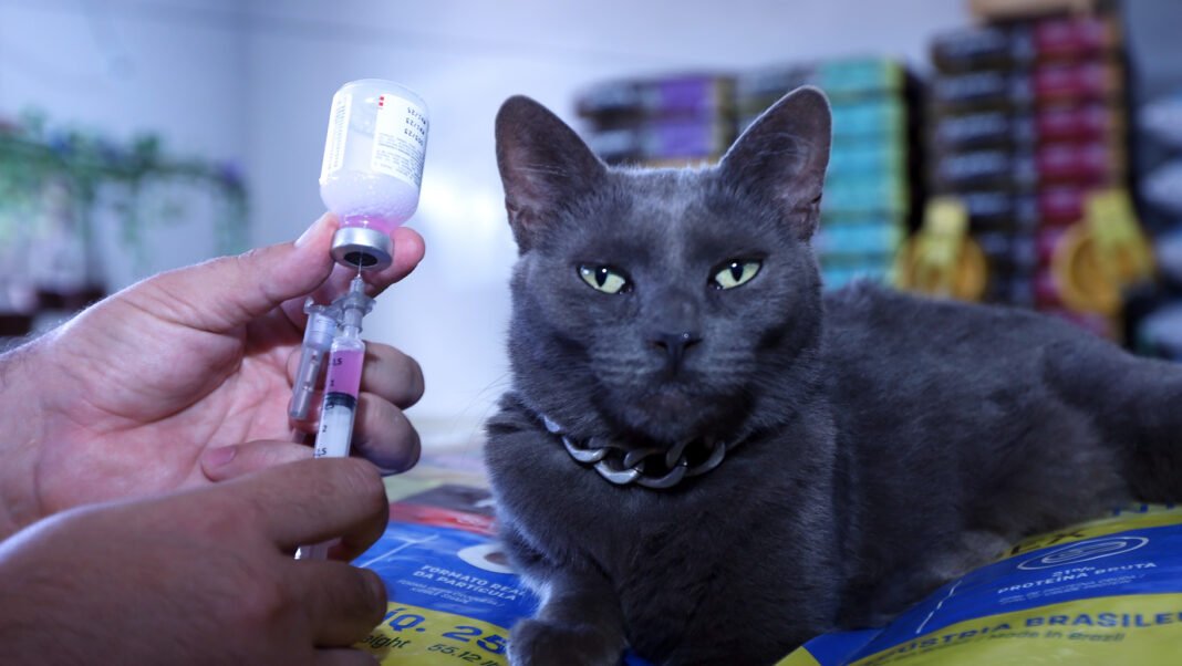 gato 2