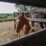 Dentro (241)